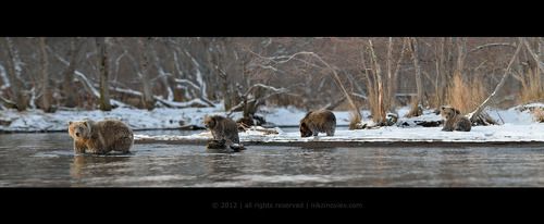 Лесное семейство