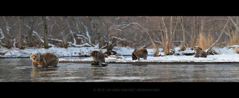камчатка, россия, николай зиновьев, медведь, ноябрь,  дикая природа Лесное семейство фото превью