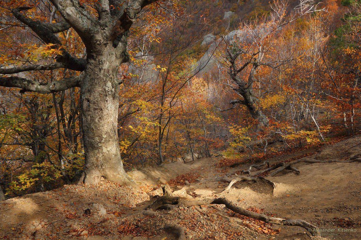 , Александр Киценко