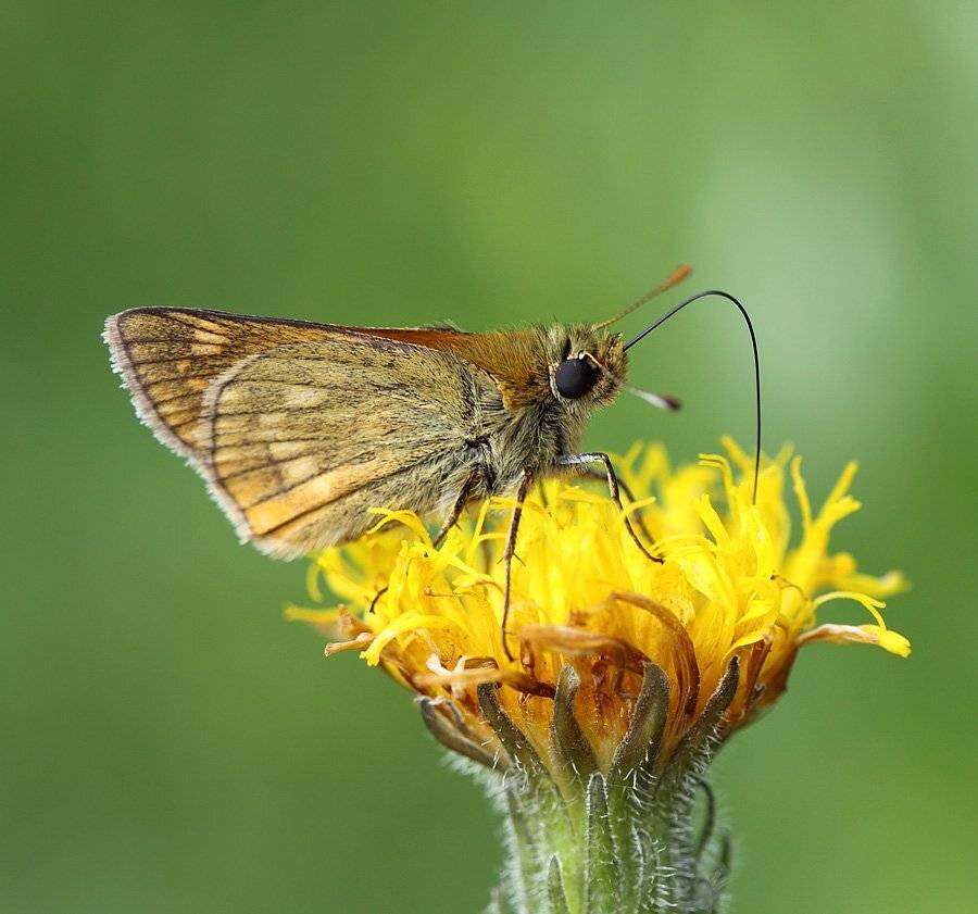 , Сергей Таланов