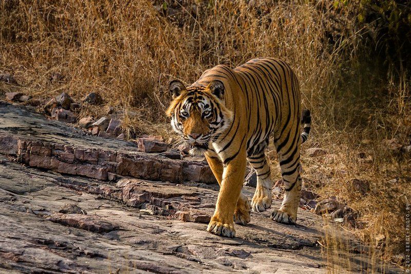 Бенгальский фото превью