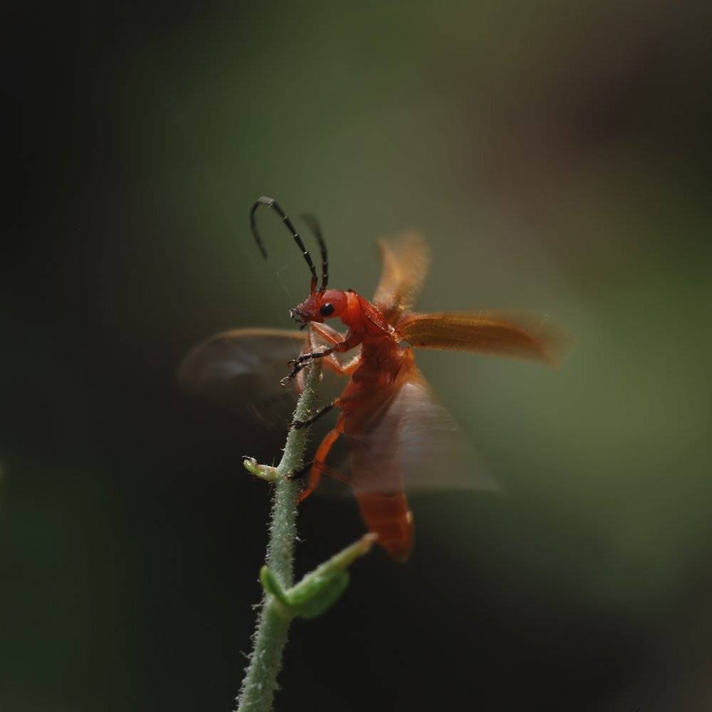 , Игорь ФУММ