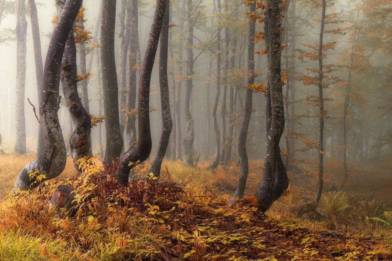 , Светозар Кръстев