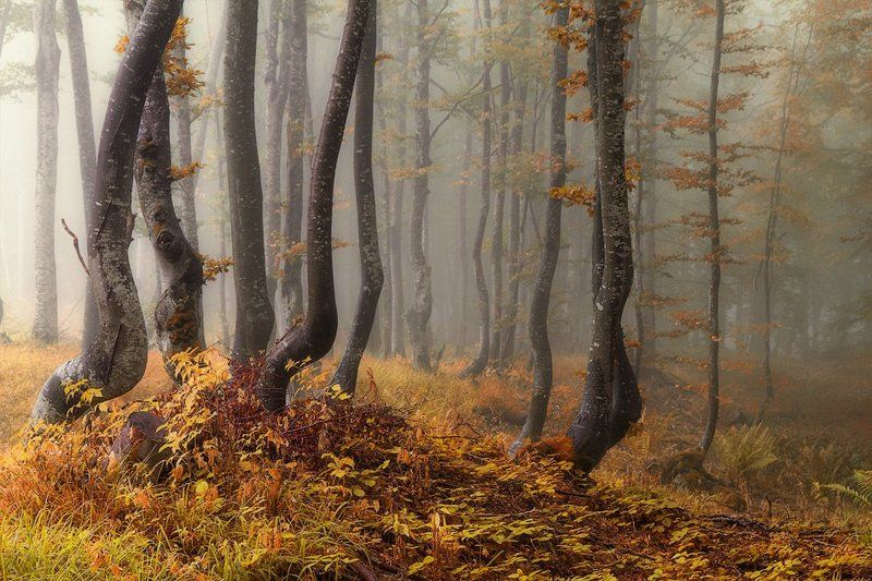 Есен на Витоша фото превью