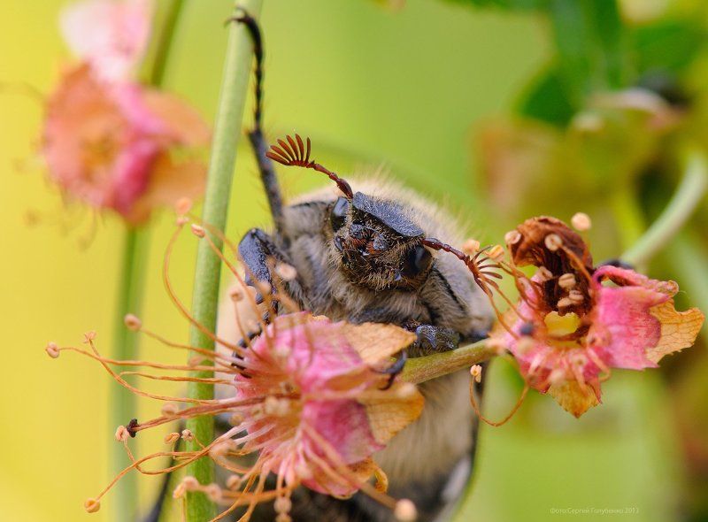 Вишня фото превью