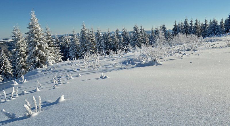сніг, зима, карпати, смереки, ліс  фото превью
