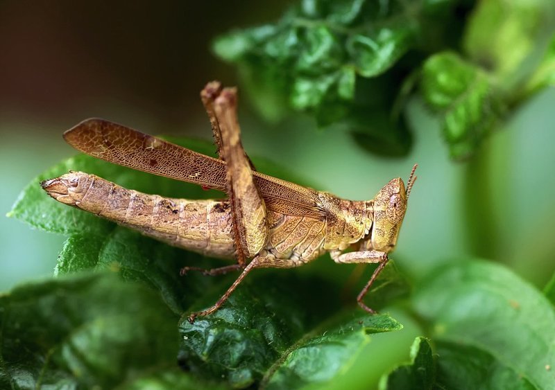 macro, closeup, макро,  gnilenkov *** фото превью