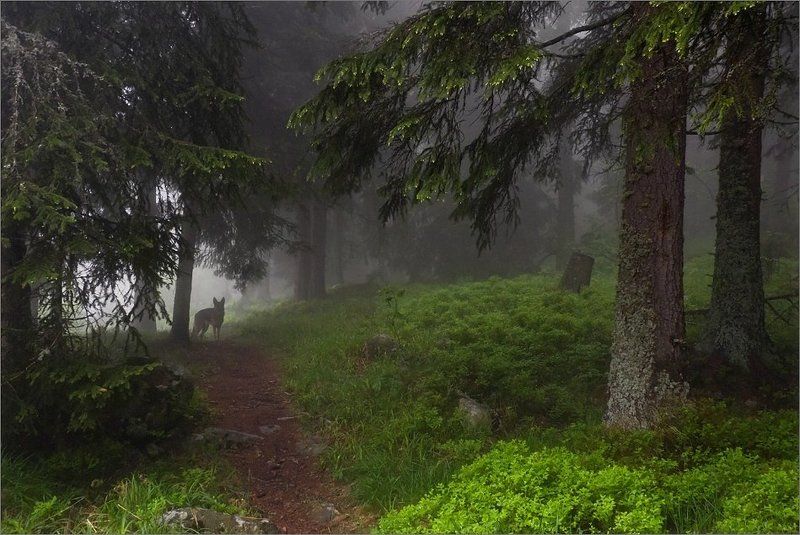 bulgaria, vitosha  фото превью