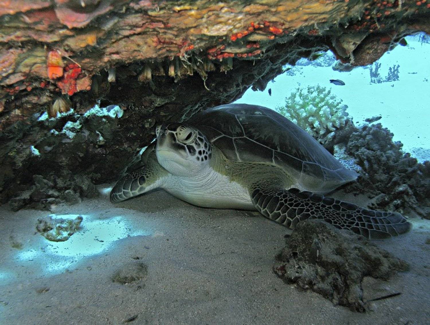 , Наум Пятов