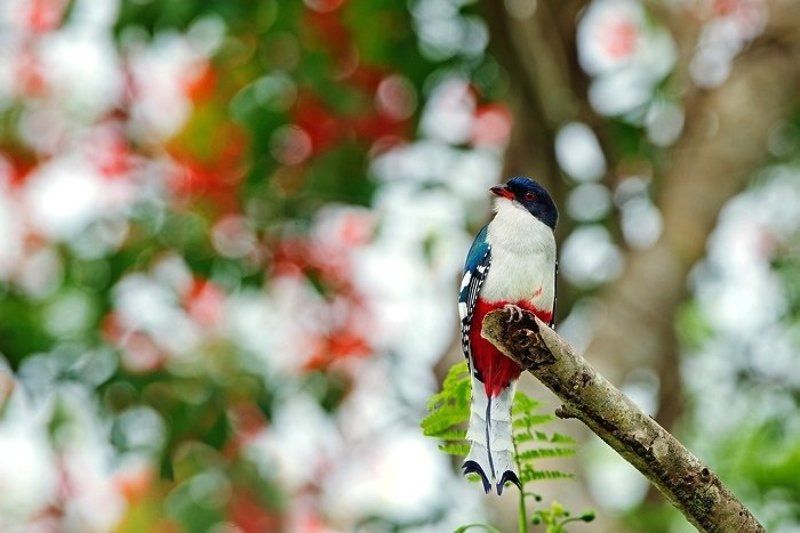 КУБИНСКИЙ ТРОГОН фото превью