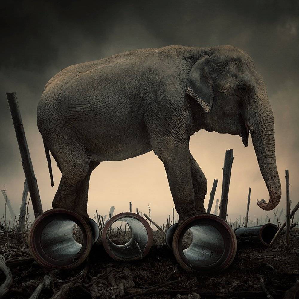 sky, reflection, light, clouds, ground, manipulation, elephant, mounting, wheel, corn, psd, spinner, tutorials, Caras Ionut