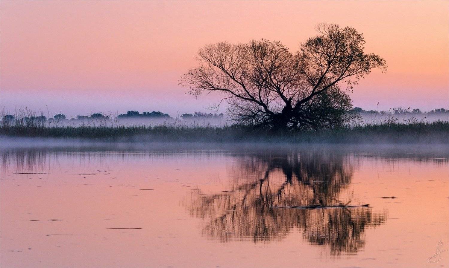 ветки, вода, пейзаж, природа, рассвет, течение, тишина, туман, утро,, Будин Николай