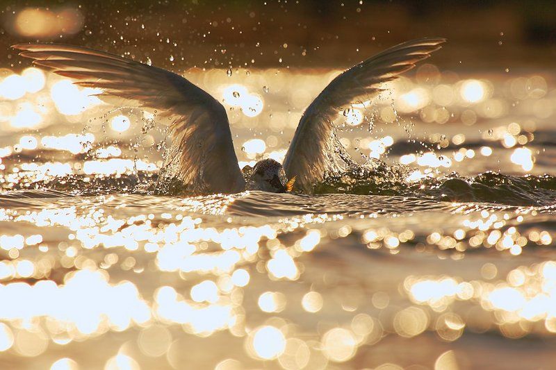 **** фото превью