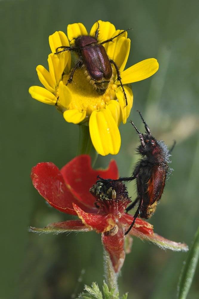 , Игорь ФУММ