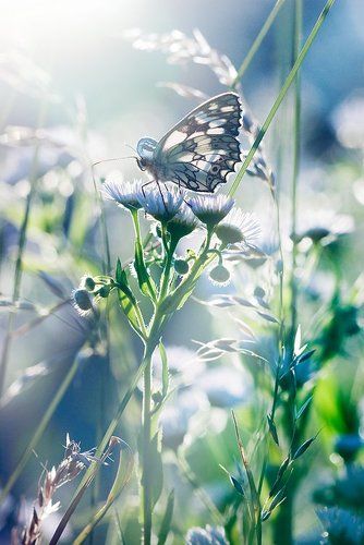 Waking Dream