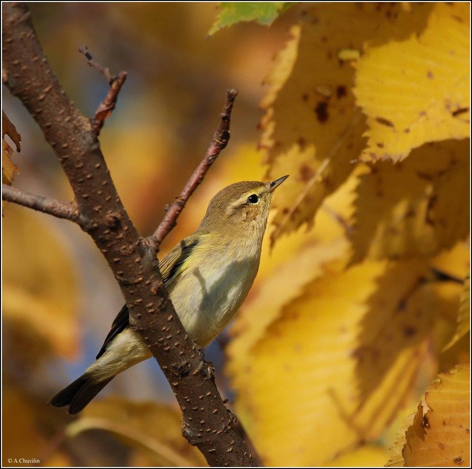 пеночка,теньковка,октябрь,золото, Александр Чувилин