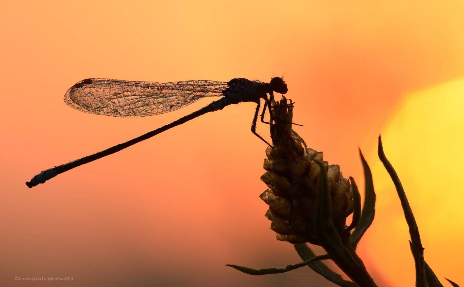 , Сергей Голубенко