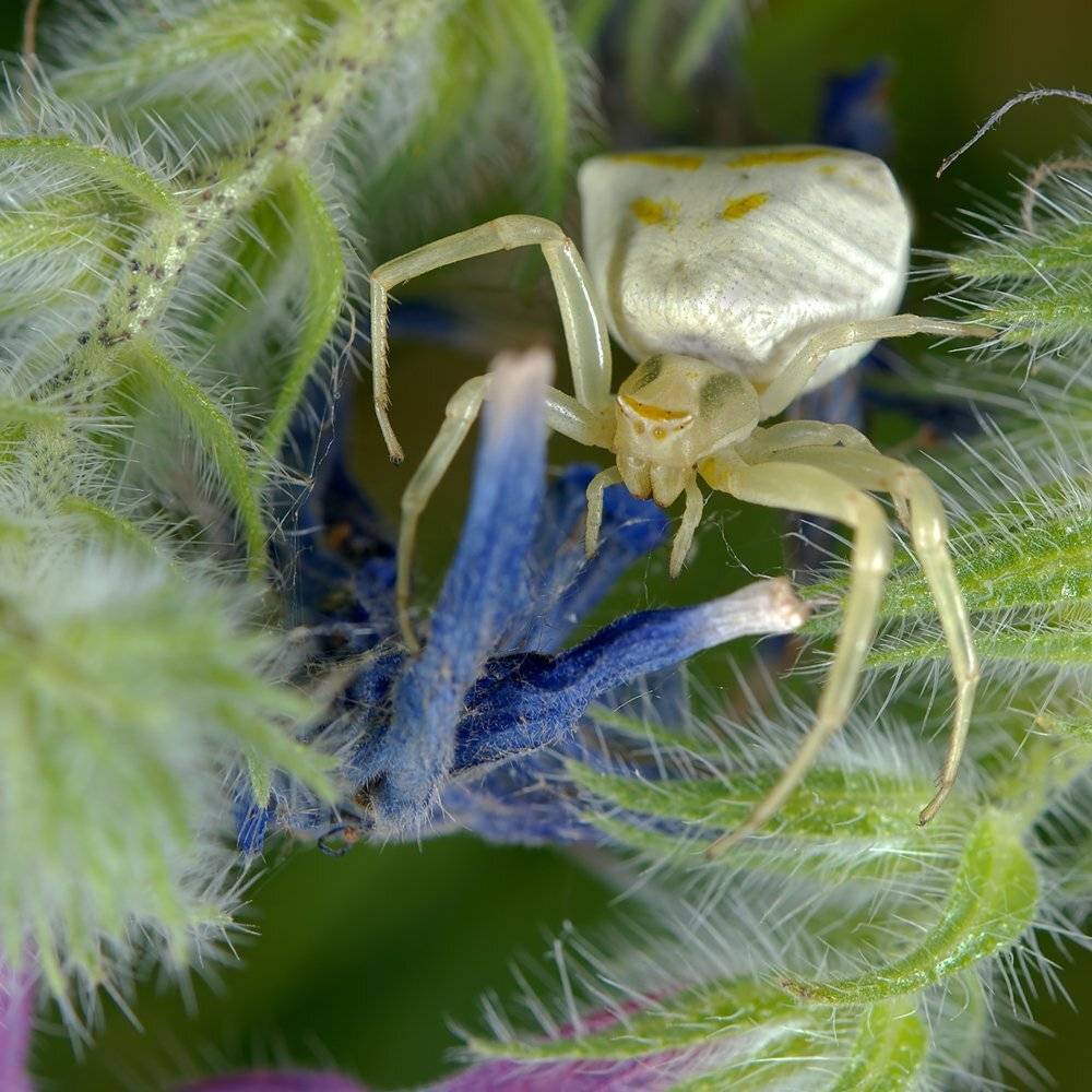 , Игорь ФУММ