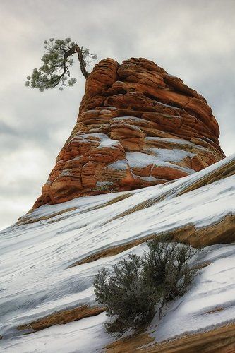 Снежный перламутр Зиона