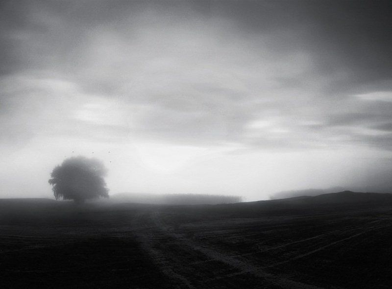 поле , дерево , туман , река , птицы Тишь... фото превью