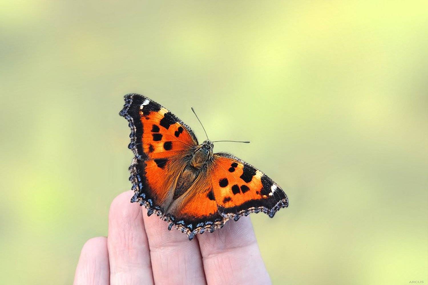 , Аркадий Усиков