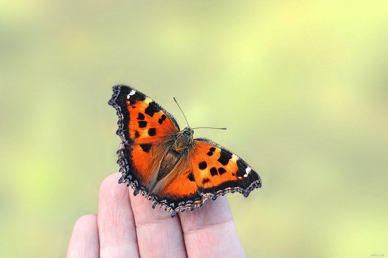 Я и бабочка фото превью