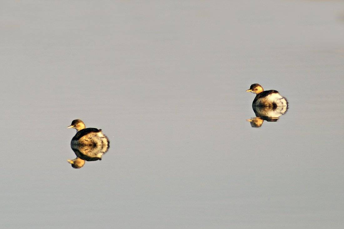 , Евгени Стефанов