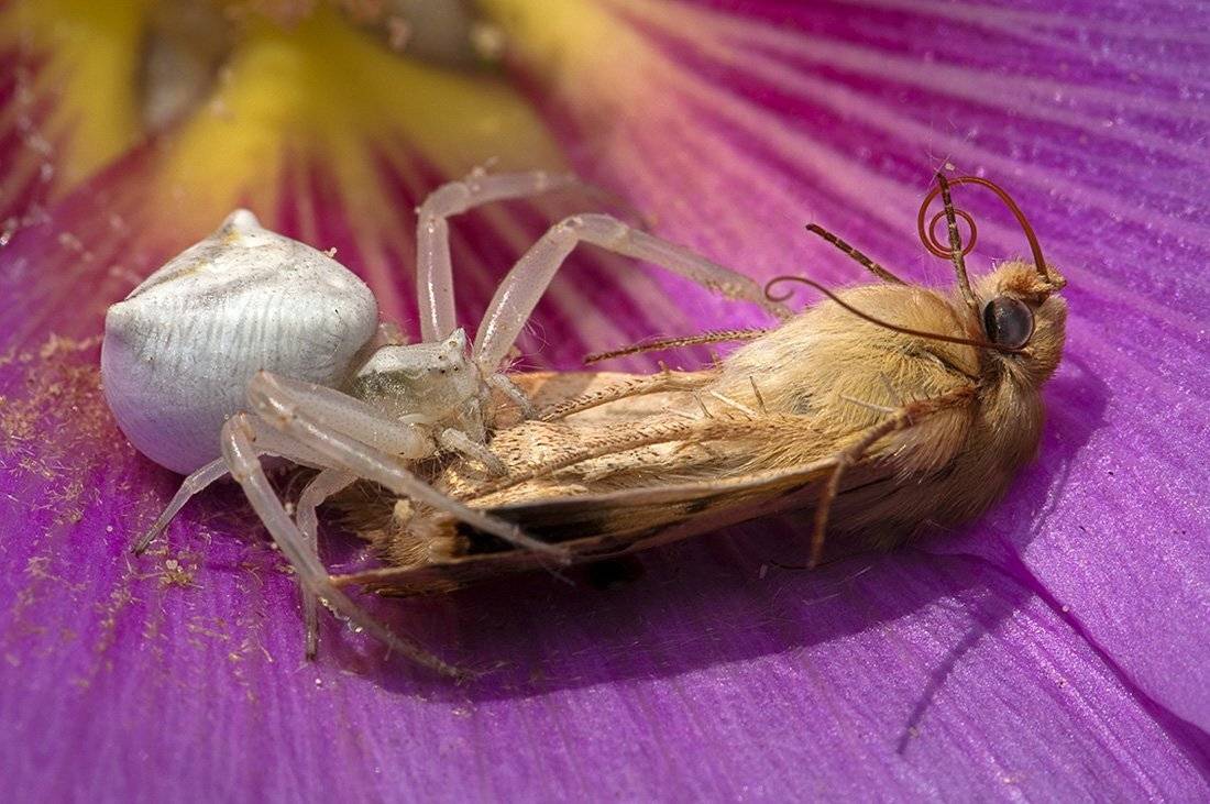 , Наум Пятов