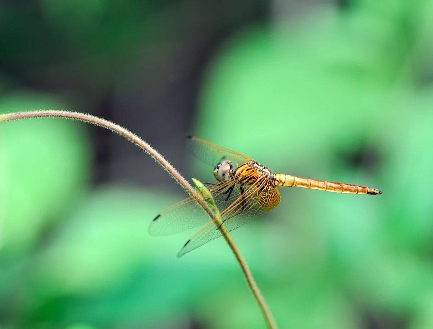macro, closeup, макро,  gnilenkov, Alexey Gnilenkov