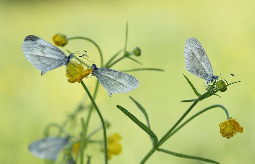 , Сергей Таланов