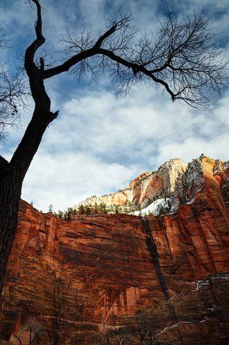 Про дерево и стену