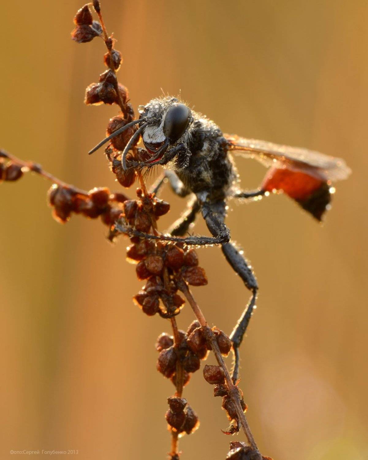 , Сергей Голубенко