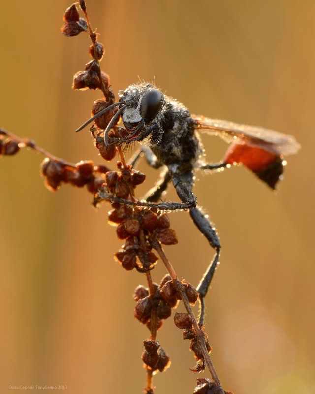 Хищник фото превью
