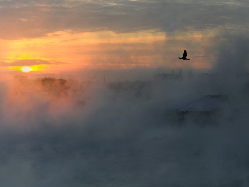 БАКЛАНЫ ЛЕТЯТ , ШАЛЬНЫЕ ЛЕТЯТ И НЕ ОЧЕНЬ фото превью