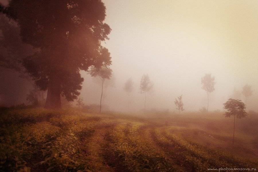 , Ирина Амосова