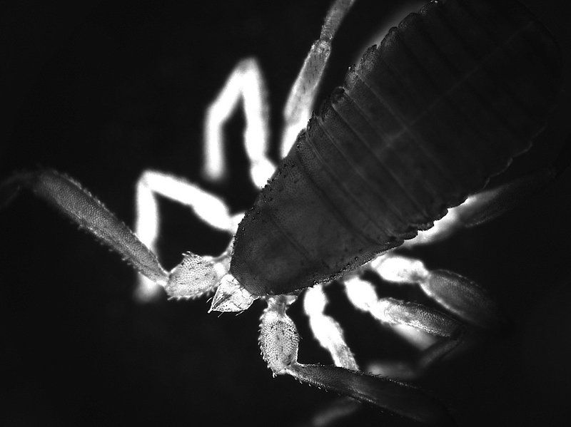 паукообразные, макро, ложноскорпион, животные Что еще можно найти дома? фото превью