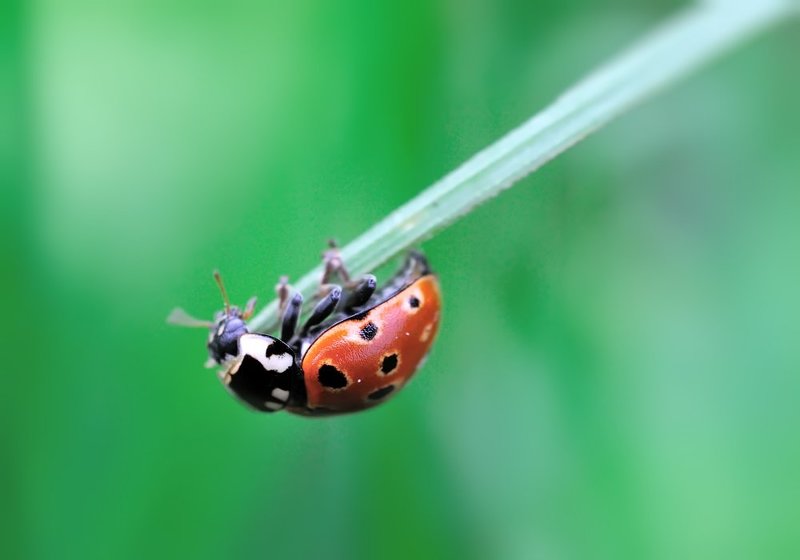 macro, closeup, макро,  gnilenkov Держи меня, соломинка фото превью