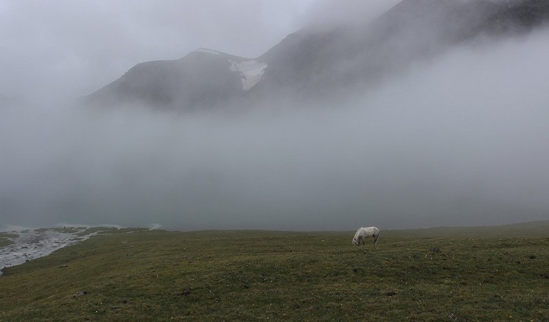 туман, конь, алтай Утро после дождя фото превью
