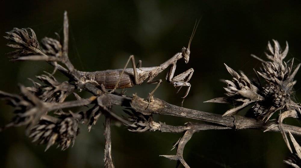 , Игорь ФУММ