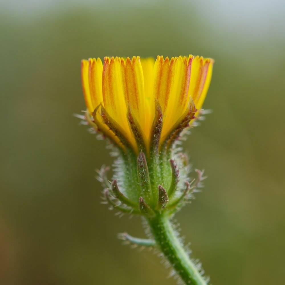 , Игорь ФУММ