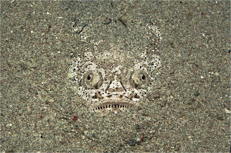 Прятки фото превью