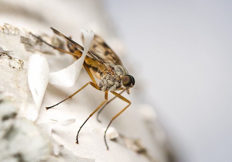 . фото превью