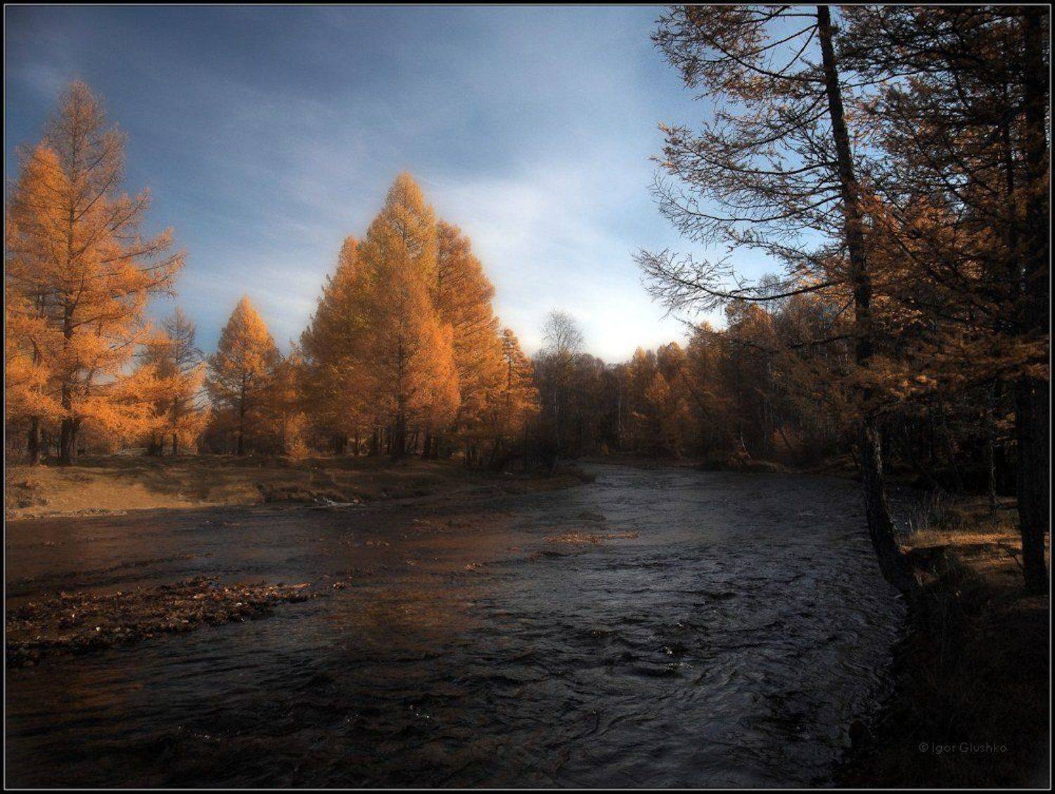 бурятия, река, лиственница, осень, Игорь Глушко