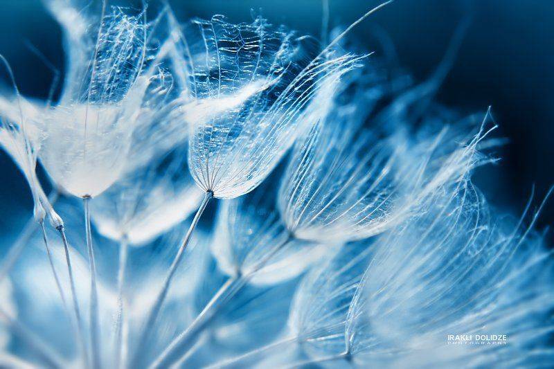 , ირაკლი დოლიძე