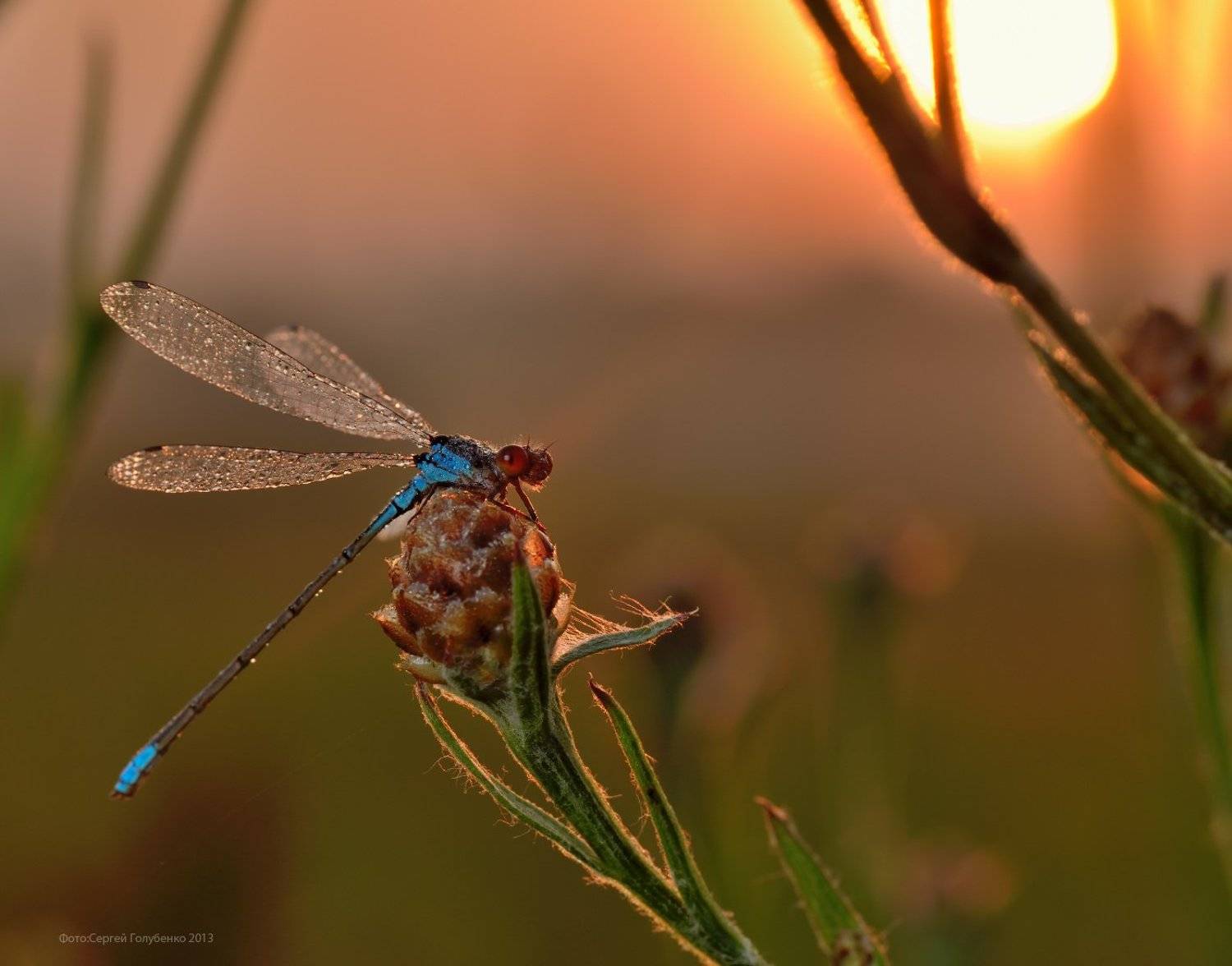 , Сергей Голубенко