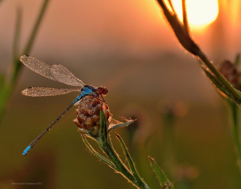 Первые лучи фото превью