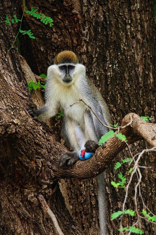 обезьяна, мартышка, эфиопия, animals, wildlife, ethiopia, mammals, monkey Светофор фото превью