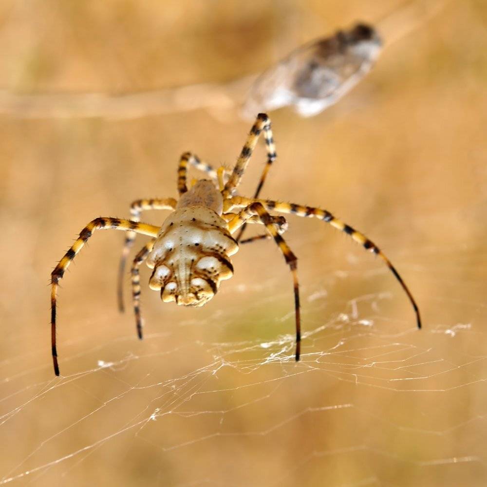 , Игорь ФУММ