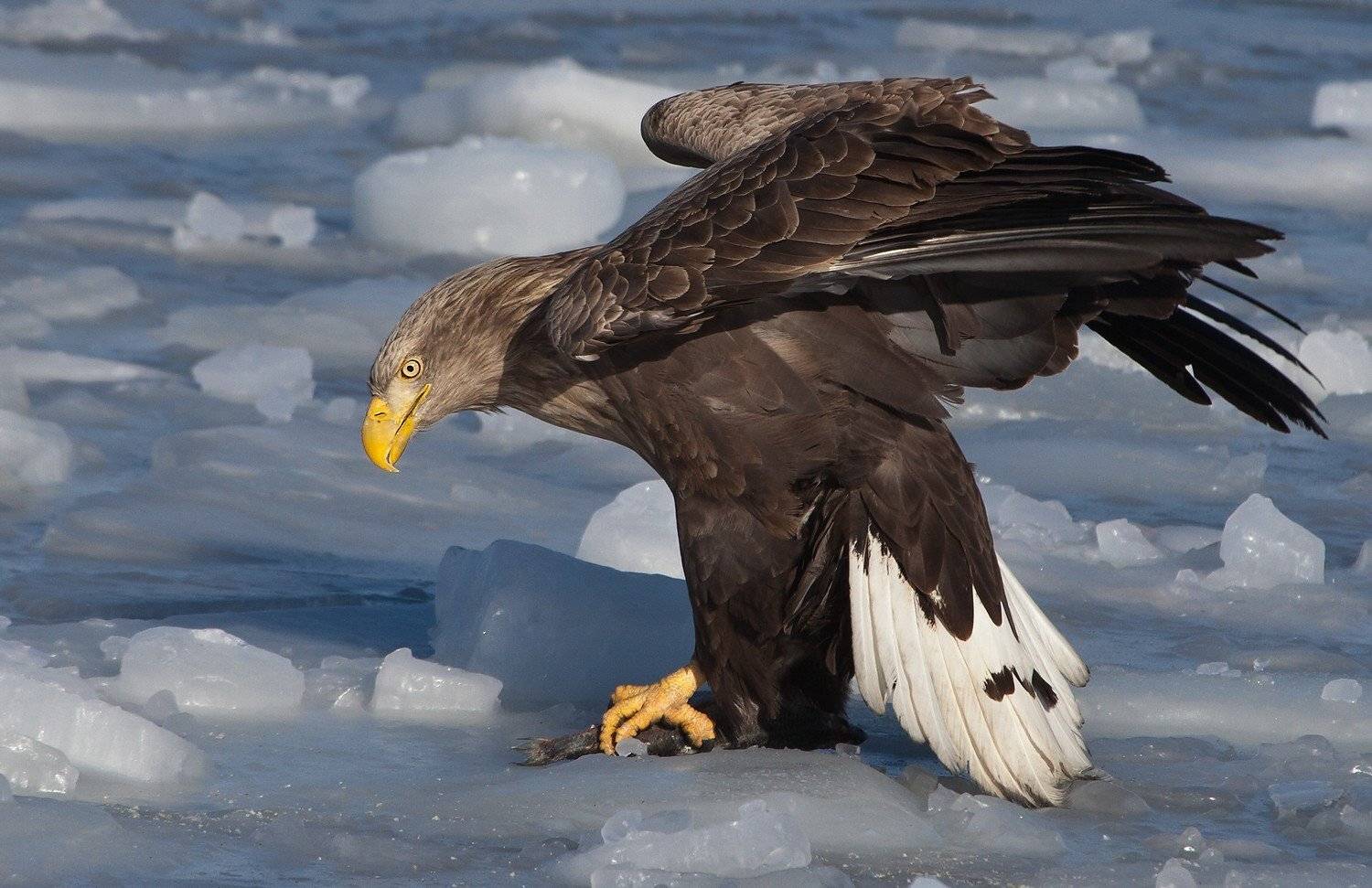 орлан, белохвостый, Евгений Слободской