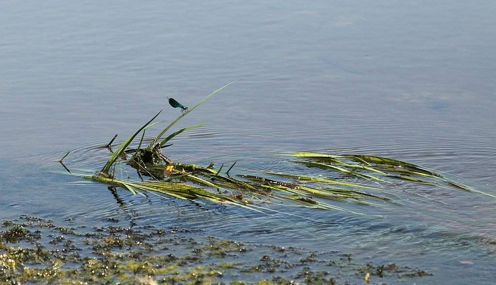 , Сергей Таланов